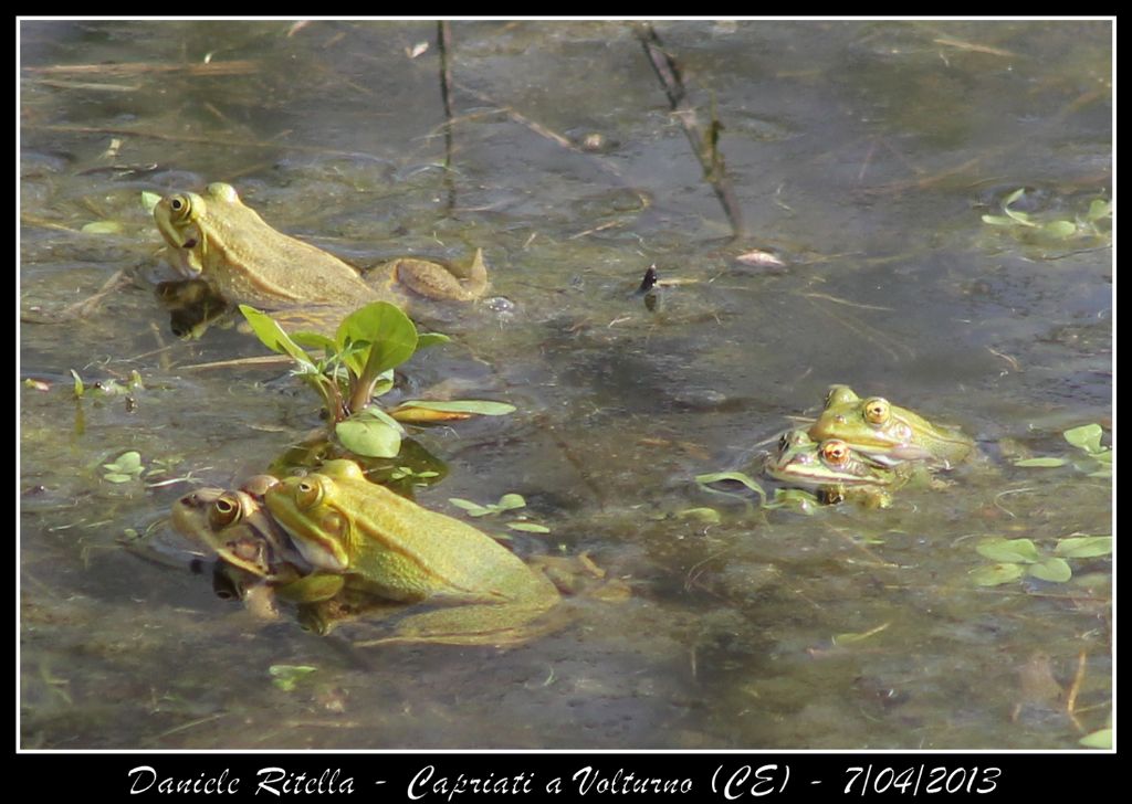 E queste Pelophylax si possono ident. dai sacchi vocali?(CE)